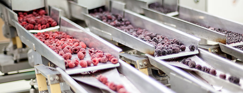 Frozen Berries Moving Through Processing